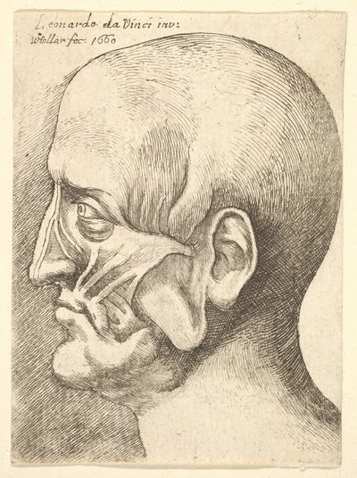 Ecorche leder af en mand i profil til venstre, 1660. af Wenceslaus Hollar