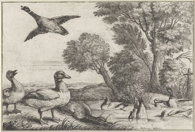 ænder Diversae avium arter (serietitel) Forskellige fugle (serietitel) af Wenceslaus Hollar