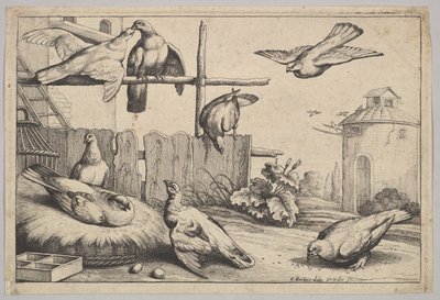 Otte duer, 1625-77. af Wenceslaus Hollar