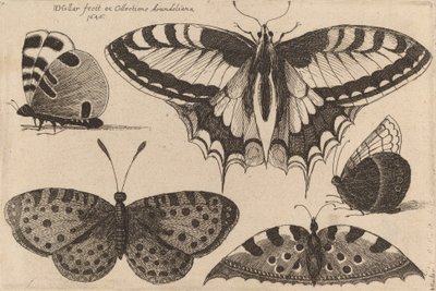 Fem sommerfugle, 1646. af Wenceslaus Hollar