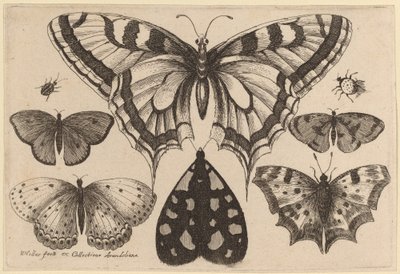 Fem sommerfugle, en møl, en bille og en edderkop af Wenceslaus Hollar