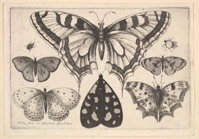 Fem sommerfugle, en møl og to biller, 1646. af Wenceslaus Hollar