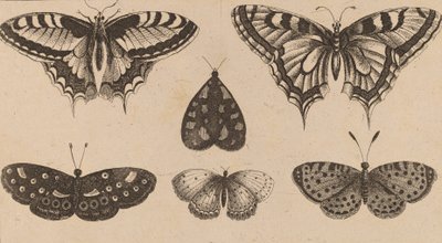 Fem sommerfugle og en møl. af Wenceslaus Hollar