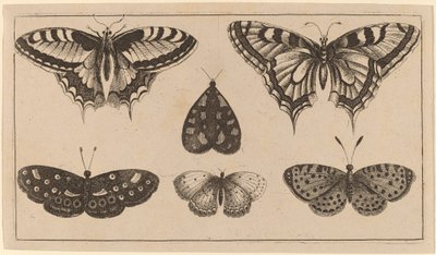 Fem sommerfugle og en møl af Wenceslaus Hollar