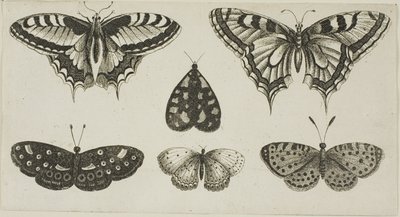 Fem sommerfugle og en møl af Wenceslaus Hollar