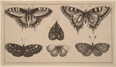 Fem sommerfugle og et møl af Wenceslaus Hollar