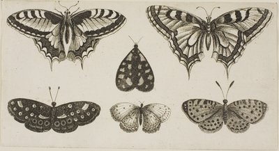 Fem sommerfugle og en møl af Wenceslaus Hollar