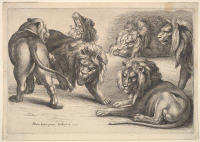 Fem løver og en løvinde, 1646. af Wenceslaus Hollar