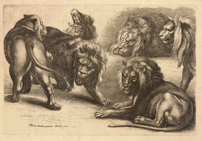 Fem løver og en løvinde efter Rubens af Wenceslaus Hollar