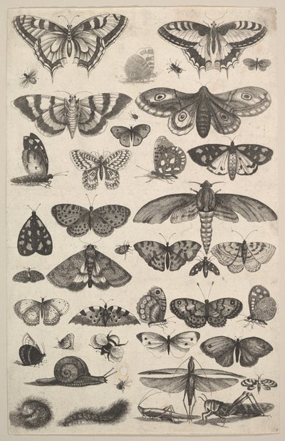 Enogfyrre insekter, inklusive møl og sommerfugle, 1625-77. af Wenceslaus Hollar