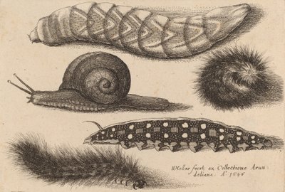 Fire larver og en snegl, 1646. af Wenceslaus Hollar