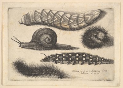 Fire larver og en snegl, 1646. af Wenceslaus Hollar