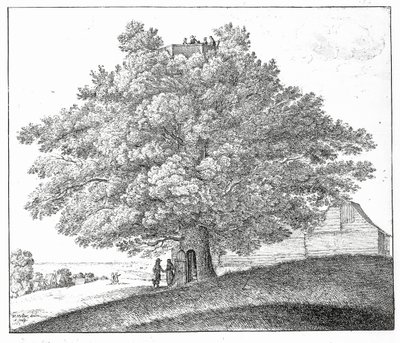 Hollow Tree at Hampstead, 1663 af Wenceslaus Hollar