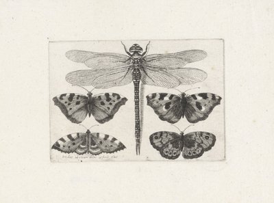 Dragonfly og fire sommerfugle af Wenceslaus Hollar