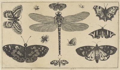 Dragonfly, mariehøns og sommerfugle Forskellige insekter (serietitel) Diversae Insectorum (serietitel) af Wenceslaus Hollar