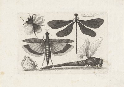 Guldsmede, sommerfugl og en humlebi Insekter (serietitel) Muscarum Scarabeorum (serietitel) af Wenceslaus Hollar
