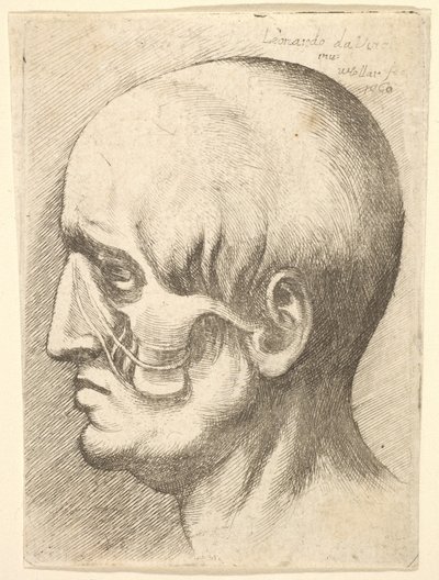 Mandshoved i profil til venstre med blotlagte muskler, 1660. af Wenceslaus Hollar