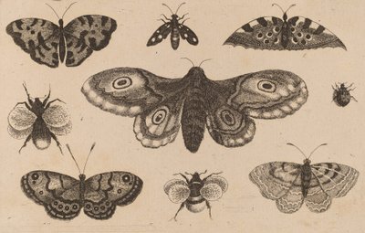 Møl, sommerfugle og bier. af Wenceslaus Hollar