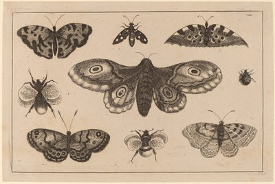 Møl, sommerfugle og bier af Wenceslaus Hollar
