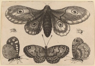 Møl, tre sommerfugle og to biller af Wenceslaus Hollar
