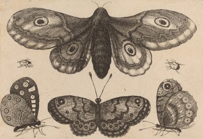Møl, tre sommerfugle og to biller, 1646. af Wenceslaus Hollar
