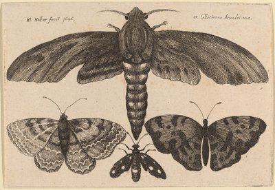 Møl og tre sommerfugle af Wenceslaus Hollar