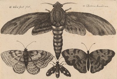 Møl og tre sommerfugle, 1646. af Wenceslaus Hollar