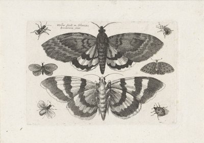 Møl og små insekter Insekter (serietitel) Muscarum Scarabeorum (serietitel) af Wenceslaus Hollar