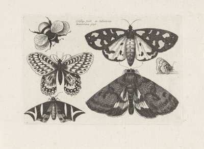 Møl, sommerfugle og en humlebi Insekter (serietitel) Muscarum Scarabeorum (serietitel) af Wenceslaus Hollar