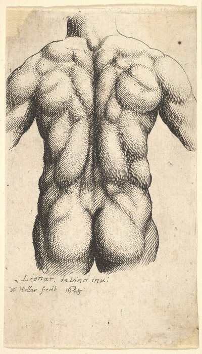 Nøgen mandlig torso set bagfra, 1645. af Wenceslaus Hollar