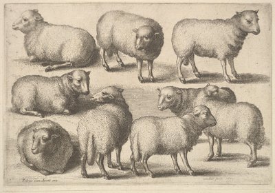 Ni får, 1646. af Wenceslaus Hollar