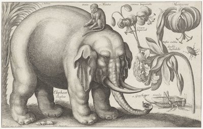 Elefant, abe, blomster og insekter Planter og dyr (serietitel) Animalium Ferarum (serietitel på objekt) af Wenceslaus Hollar