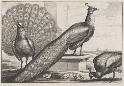 påfugle Diversae avium arter (serietitel) Forskellige fugle (serietitel) af Wenceslaus Hollar