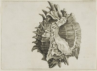Pink-mouth Murex (phyllonotus erythrostomus) af Wenceslaus Hollar