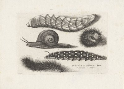 Larver og en snegl Insekter (serietitel) Muscarum Scarabeorum (serietitel) af Wenceslaus Hollar