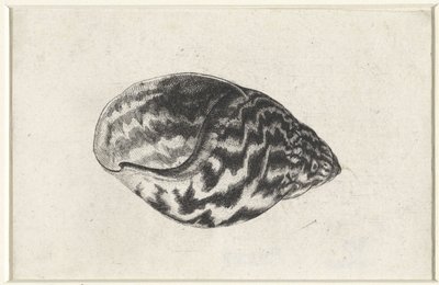 Skal, achatina achatina Skaller (serietitel) af Wenceslaus Hollar