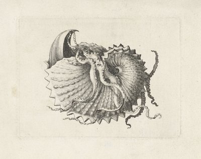 Skal, argonauta nodosa Skaller (serietitel) af Wenceslaus Hollar