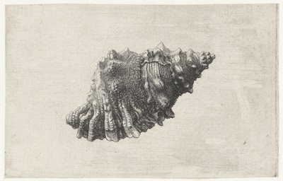 Skal, bursa rubeta Skaller (serietitel) af Wenceslaus Hollar