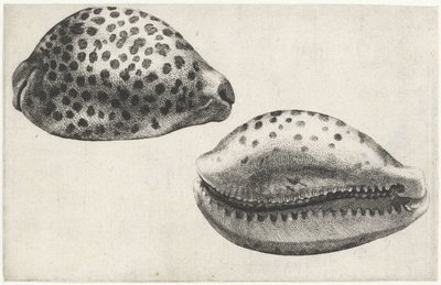 Skal, cypraea tigris Skaller (serietitel) af Wenceslaus Hollar