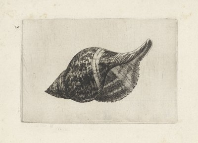 Skal, fasciolaria tulipa Skaller (serietitel) af Wenceslaus Hollar