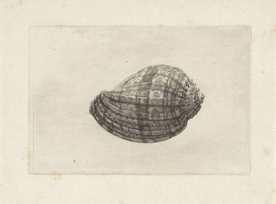 Shell, harpa major Skaller (serietitel) af Wenceslaus Hollar