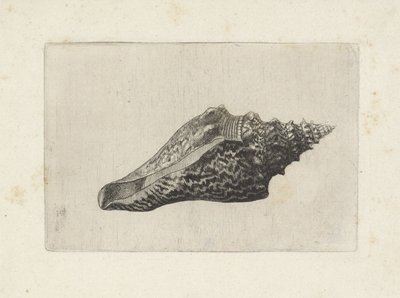 Skal, hemifusus ternatanus Skaller (serietitel) af Wenceslaus Hollar