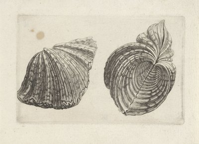 Skal, flodhest flodhest Skaller (serietitel) af Wenceslaus Hollar