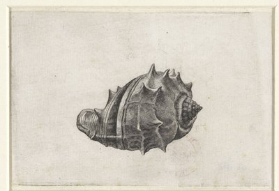 Skal, melongena melongena Skaller (serietitel) af Wenceslaus Hollar