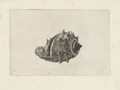 Skal, melongena melongena Skaller (serietitel) af Wenceslaus Hollar