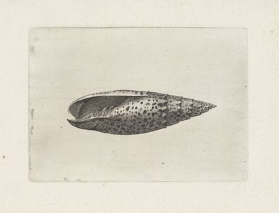 Skal, mitra papalis Skaller (serietitel) af Wenceslaus Hollar