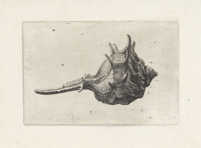 Skal, murex brevispina Skaller (serietitel) af Wenceslaus Hollar