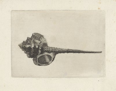 Skal, murex haustellum Skaller (serietitel) af Wenceslaus Hollar