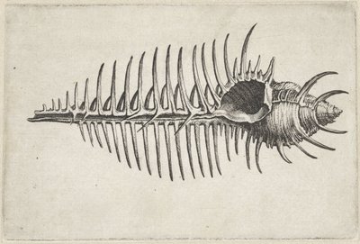 Skal, murex pecten Skaller (serietitel) af Wenceslaus Hollar