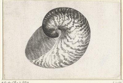 Skal, nautilus pompilius Skaller (serietitel) af Wenceslaus Hollar
